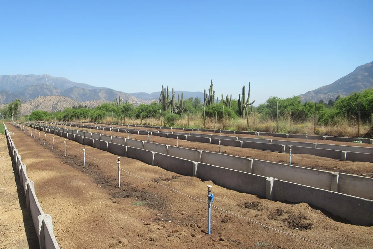 Plan de Gestión Norma de Olores, Plantel de cerdos Mostazal